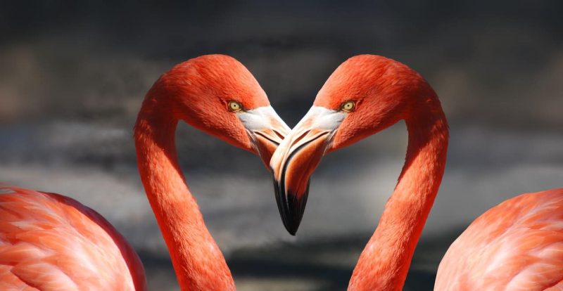 Types Of Courtship Behaviour In Animals