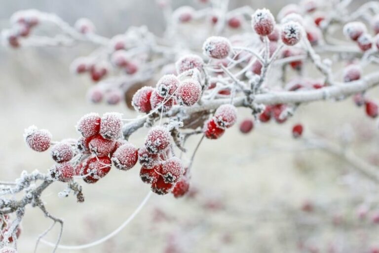 frost on fruits - crystallization