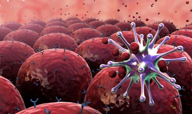 human immune system - attacking viruses