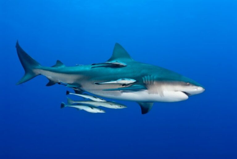 shark and remoras - commensalism